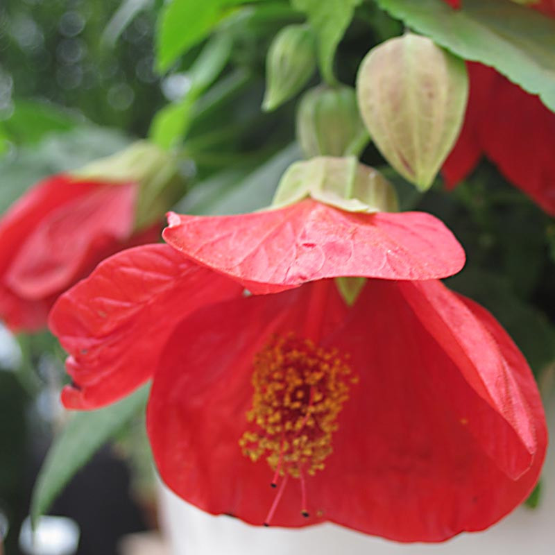 Abutilon Megapotamicum Wisley Red Hayloft Ubicaciondepersonas Cdmx Gob Mx